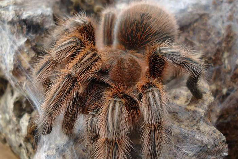 Detail Laba Laba Tarantula Nomer 12