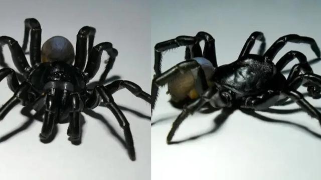 Detail Laba Laba Tarantula Nomer 13