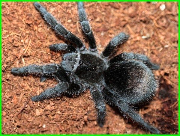 Detail Laba Laba Tarantula Nomer 14