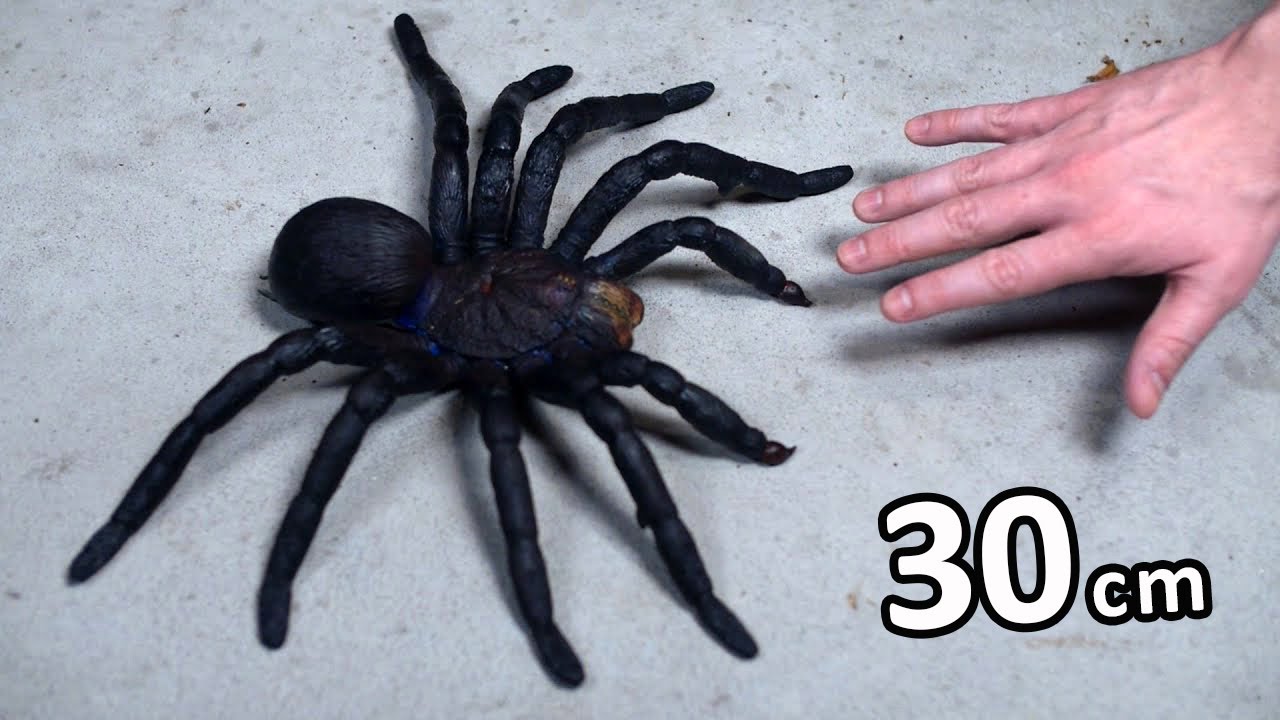 Detail Laba Laba Tarantula Nomer 16