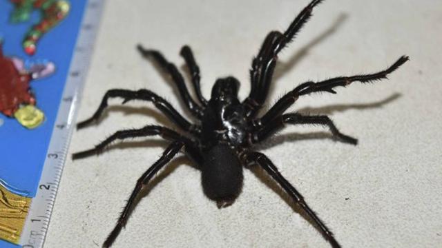 Detail Laba Laba Tarantula Nomer 3