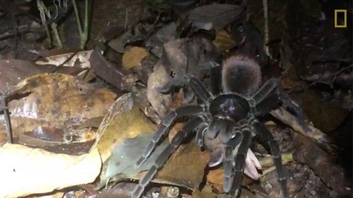 Detail Laba Laba Tarantula Nomer 17