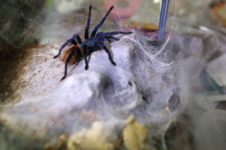 Detail Laba Laba Tarantula Nomer 18