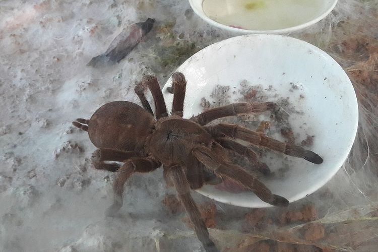 Detail Laba Laba Tarantula Nomer 21