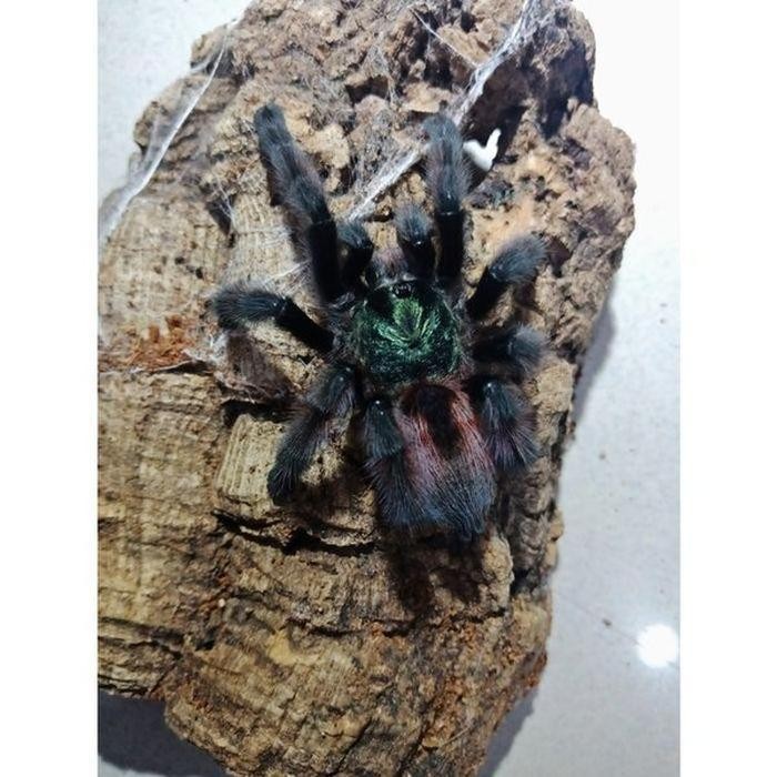 Detail Laba Laba Tarantula Nomer 22