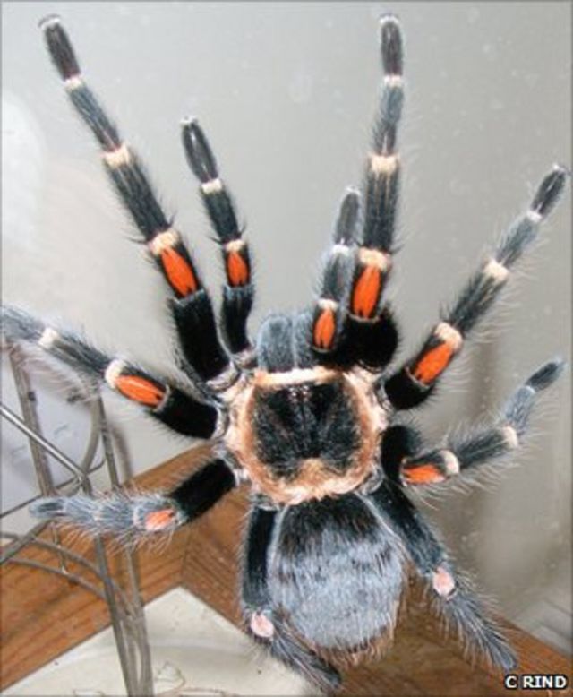 Detail Laba Laba Tarantula Nomer 4