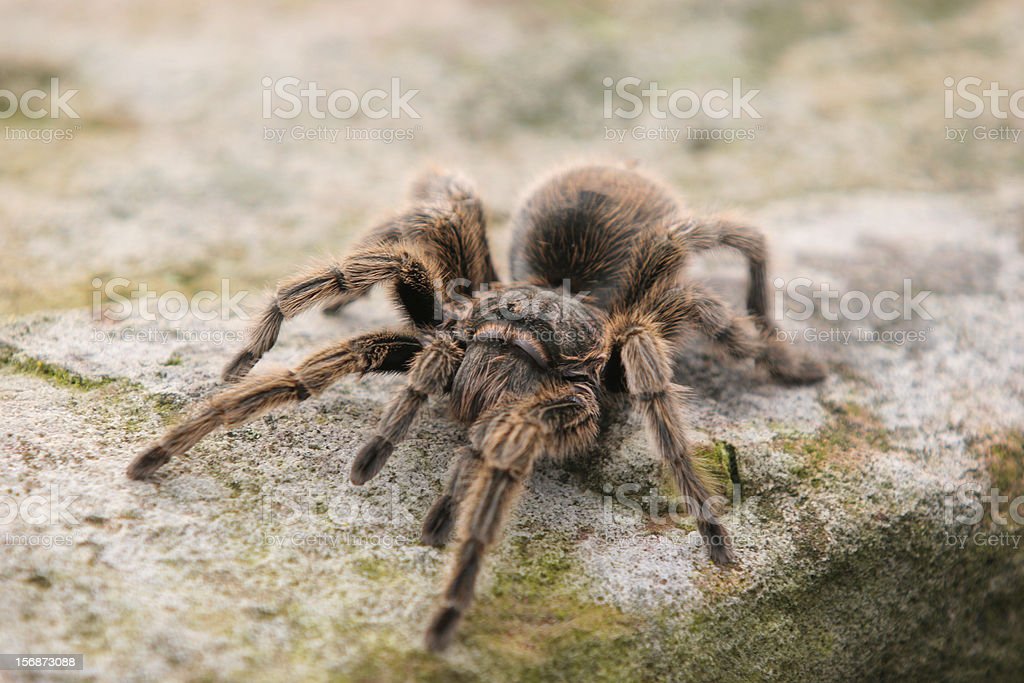 Detail Laba Laba Tarantula Nomer 24