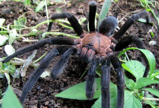 Detail Laba Laba Tarantula Nomer 25