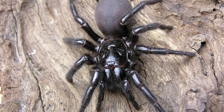 Detail Laba Laba Tarantula Nomer 26