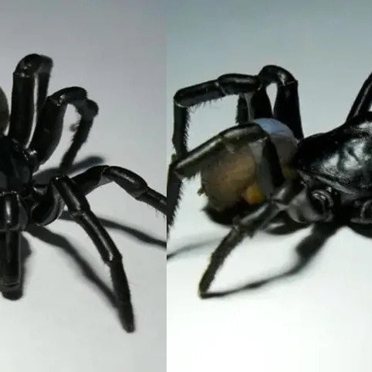 Detail Laba Laba Tarantula Nomer 27