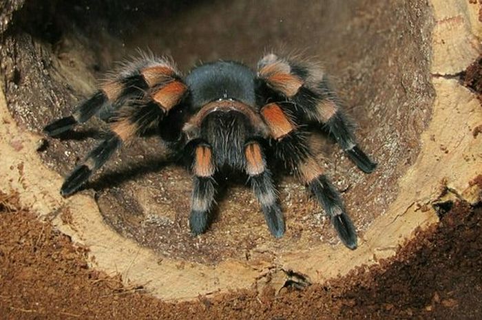 Detail Laba Laba Tarantula Nomer 28