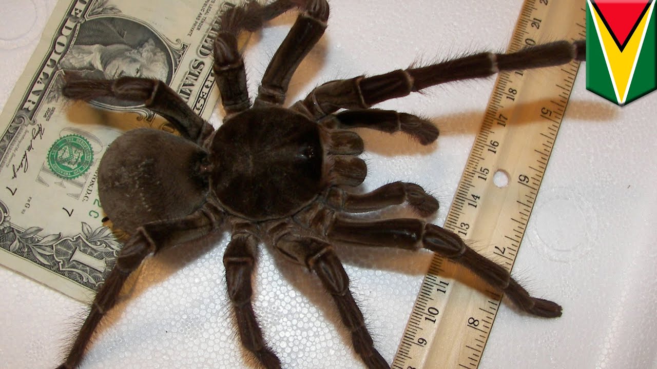 Detail Laba Laba Tarantula Nomer 31