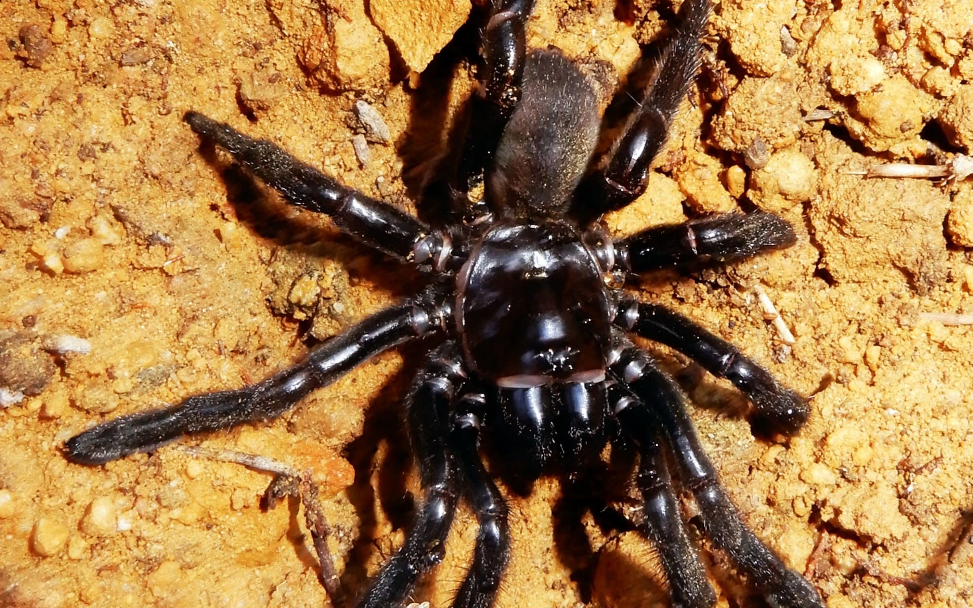Detail Laba Laba Tarantula Nomer 32