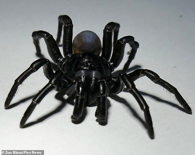 Detail Laba Laba Tarantula Nomer 33