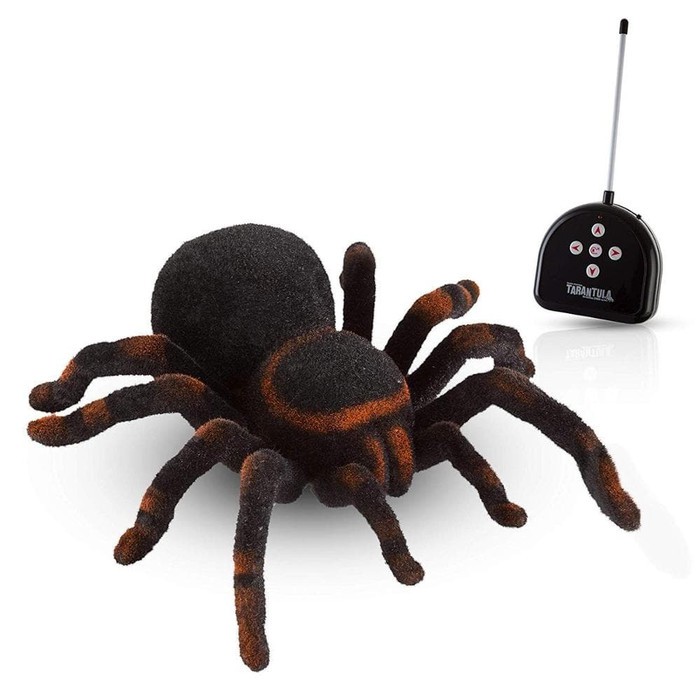 Detail Laba Laba Tarantula Nomer 34