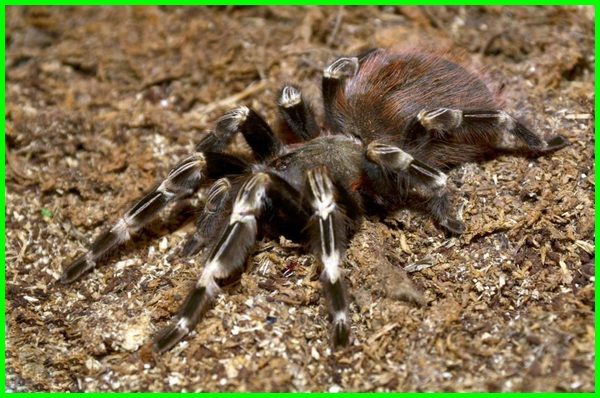 Detail Laba Laba Tarantula Nomer 35