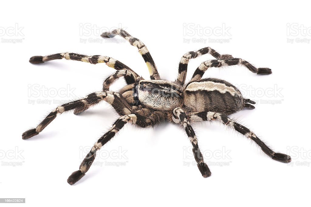 Detail Laba Laba Tarantula Nomer 36
