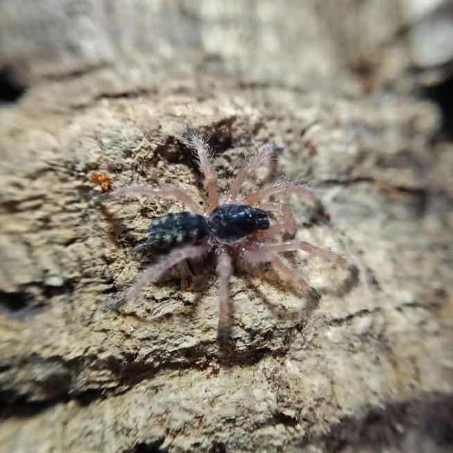 Detail Laba Laba Tarantula Nomer 41