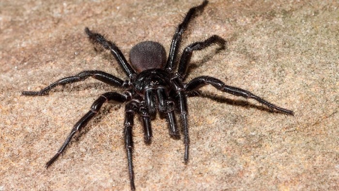 Detail Laba Laba Tarantula Nomer 5