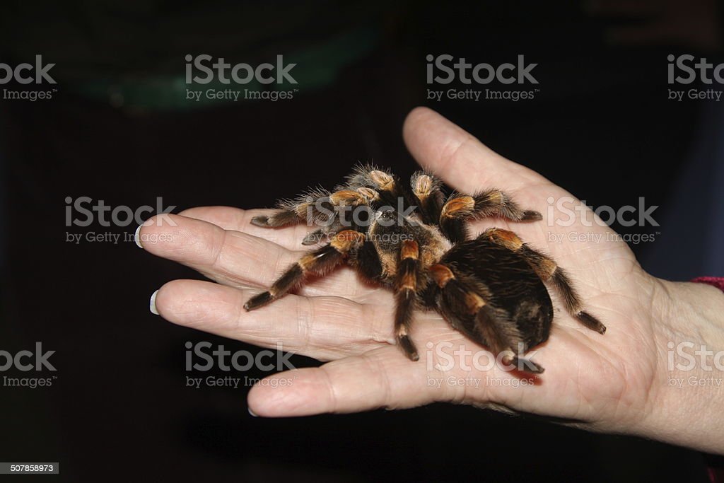 Detail Laba Laba Tarantula Nomer 43