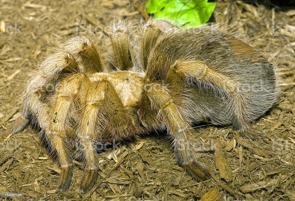 Detail Laba Laba Tarantula Nomer 45