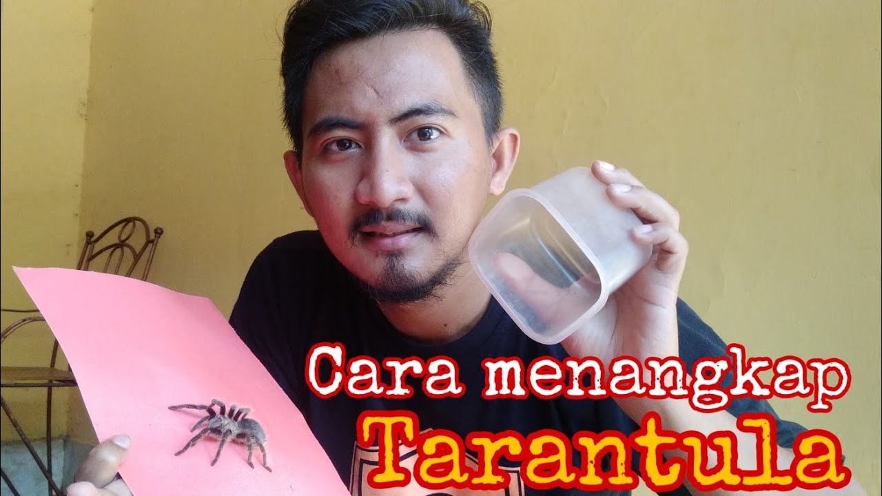 Detail Laba Laba Tarantula Nomer 47