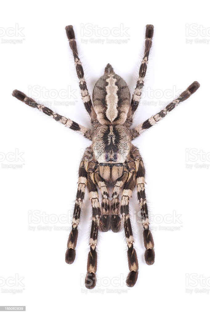 Detail Laba Laba Tarantula Nomer 49