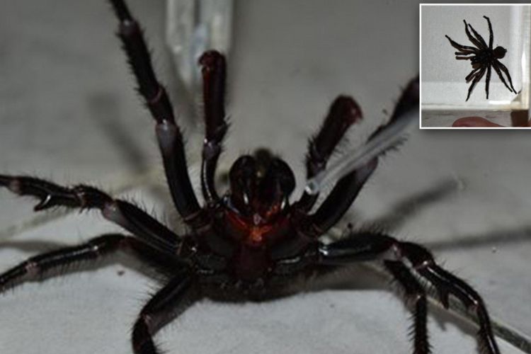 Detail Laba Laba Tarantula Nomer 52