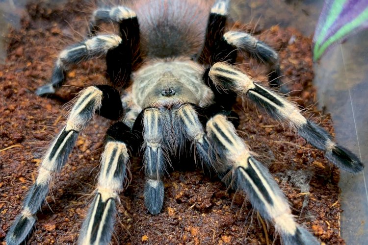 Detail Laba Laba Tarantula Nomer 6
