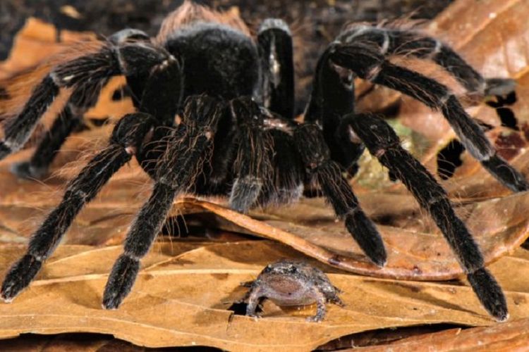 Detail Laba Laba Tarantula Nomer 8