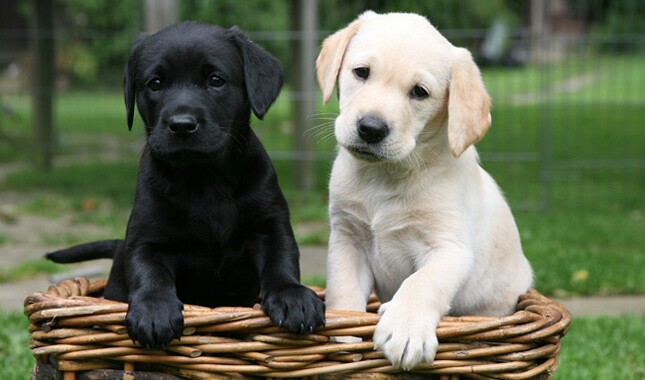 Detail Labrador Dog Image Nomer 16