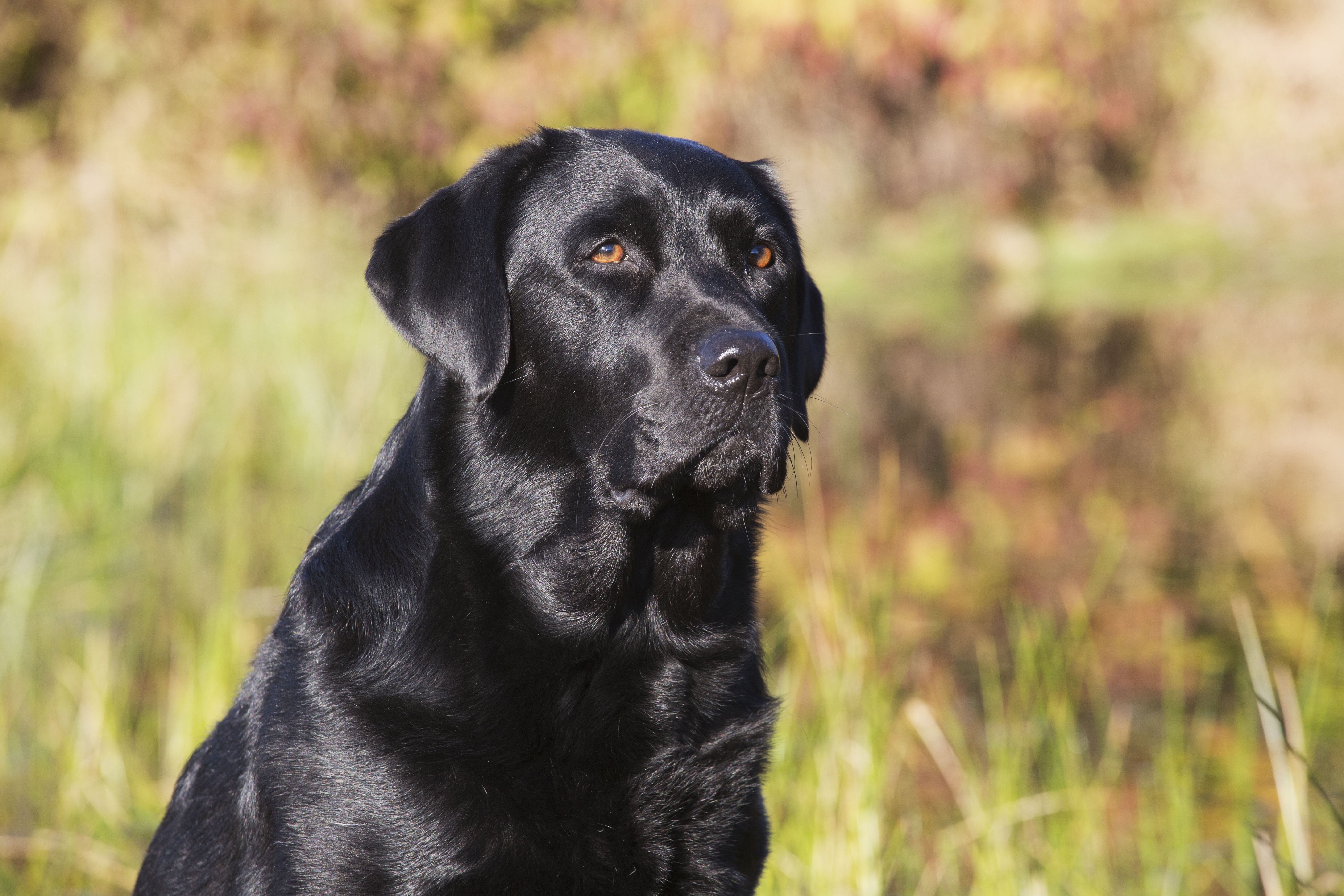 Detail Labrador Dog Image Nomer 17