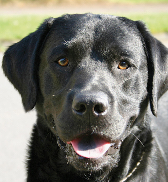 Detail Labrador Dog Image Nomer 18
