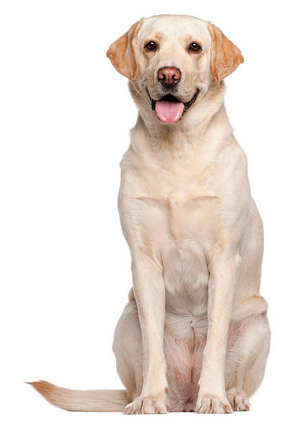 Detail Labrador Dog Image Nomer 22