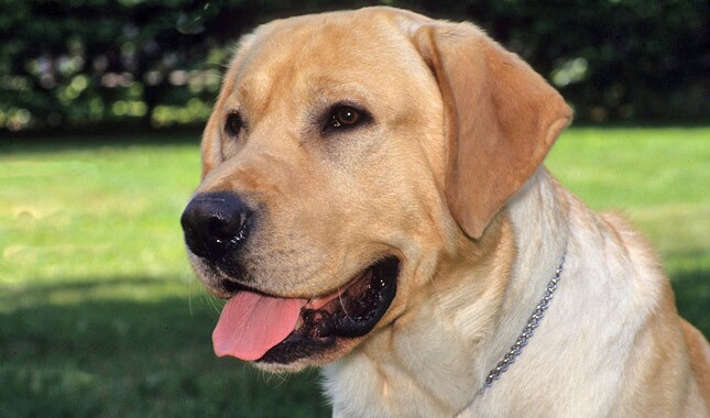 Detail Labrador Dog Image Nomer 25