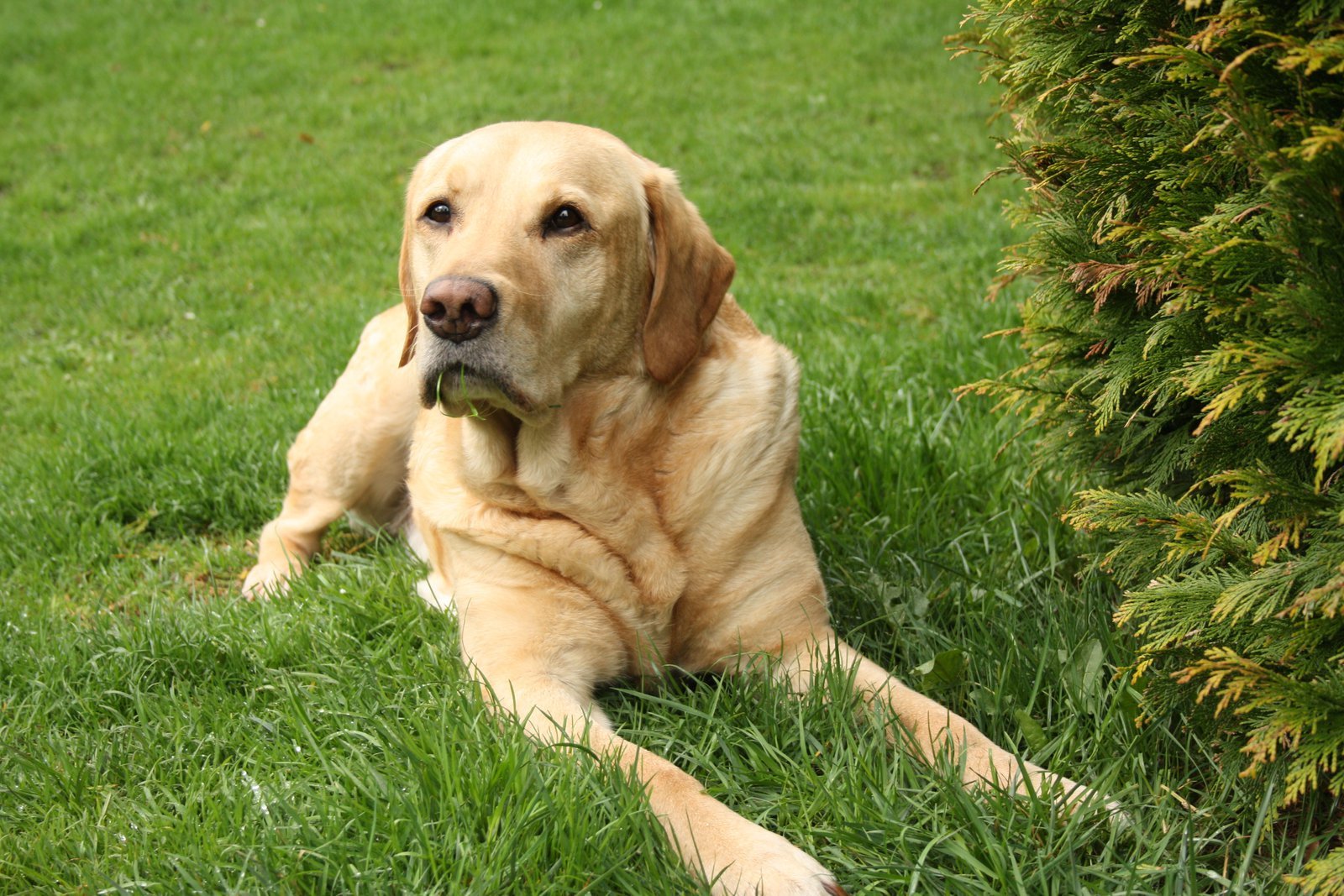 Detail Labrador Dog Image Nomer 26