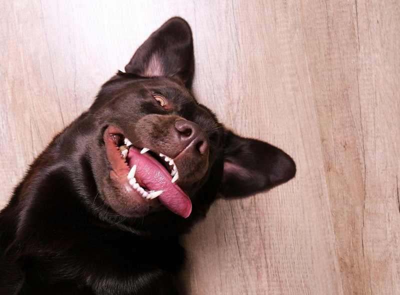 Detail Labrador Dog Image Nomer 28