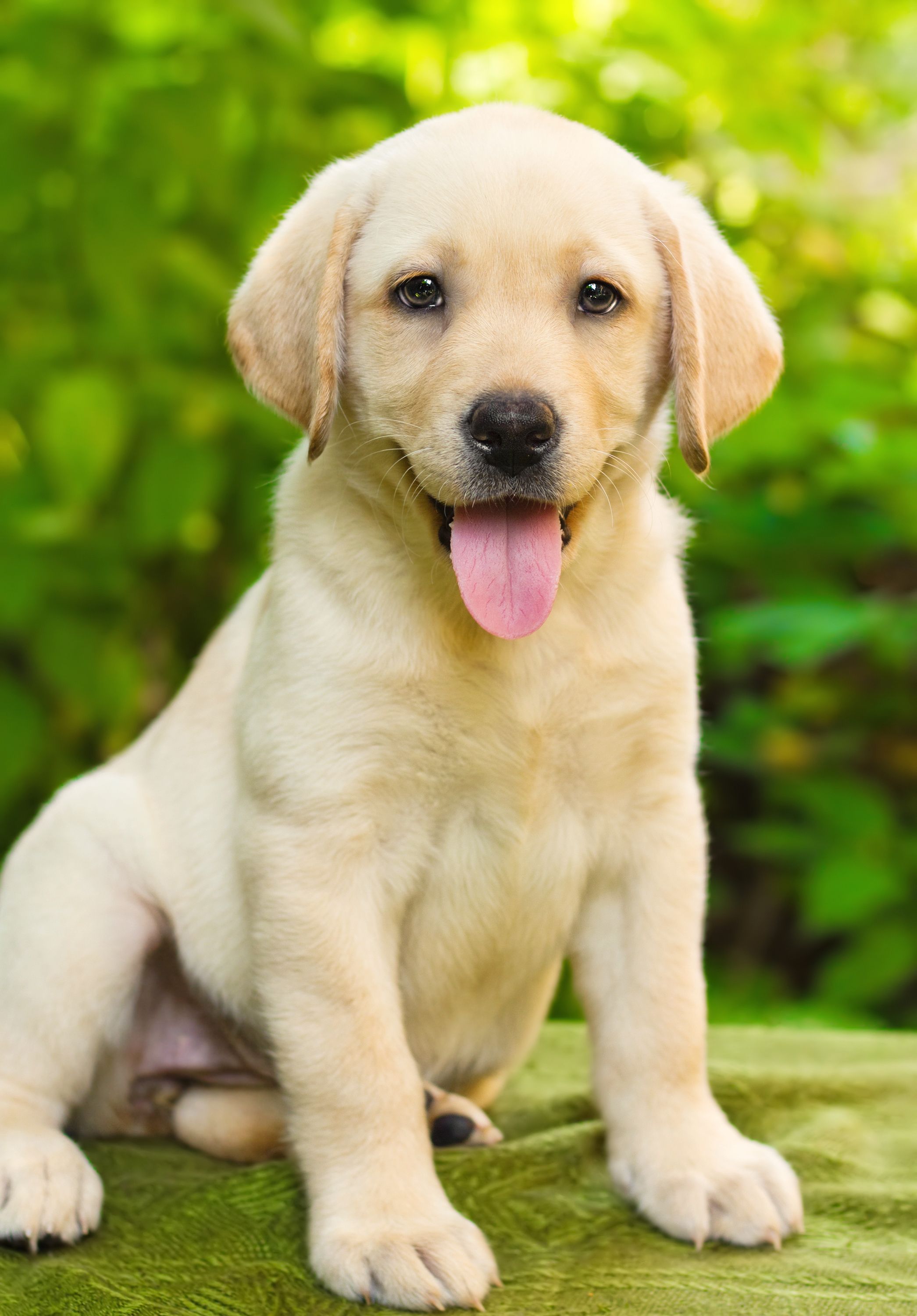 Detail Labrador Dog Image Nomer 30