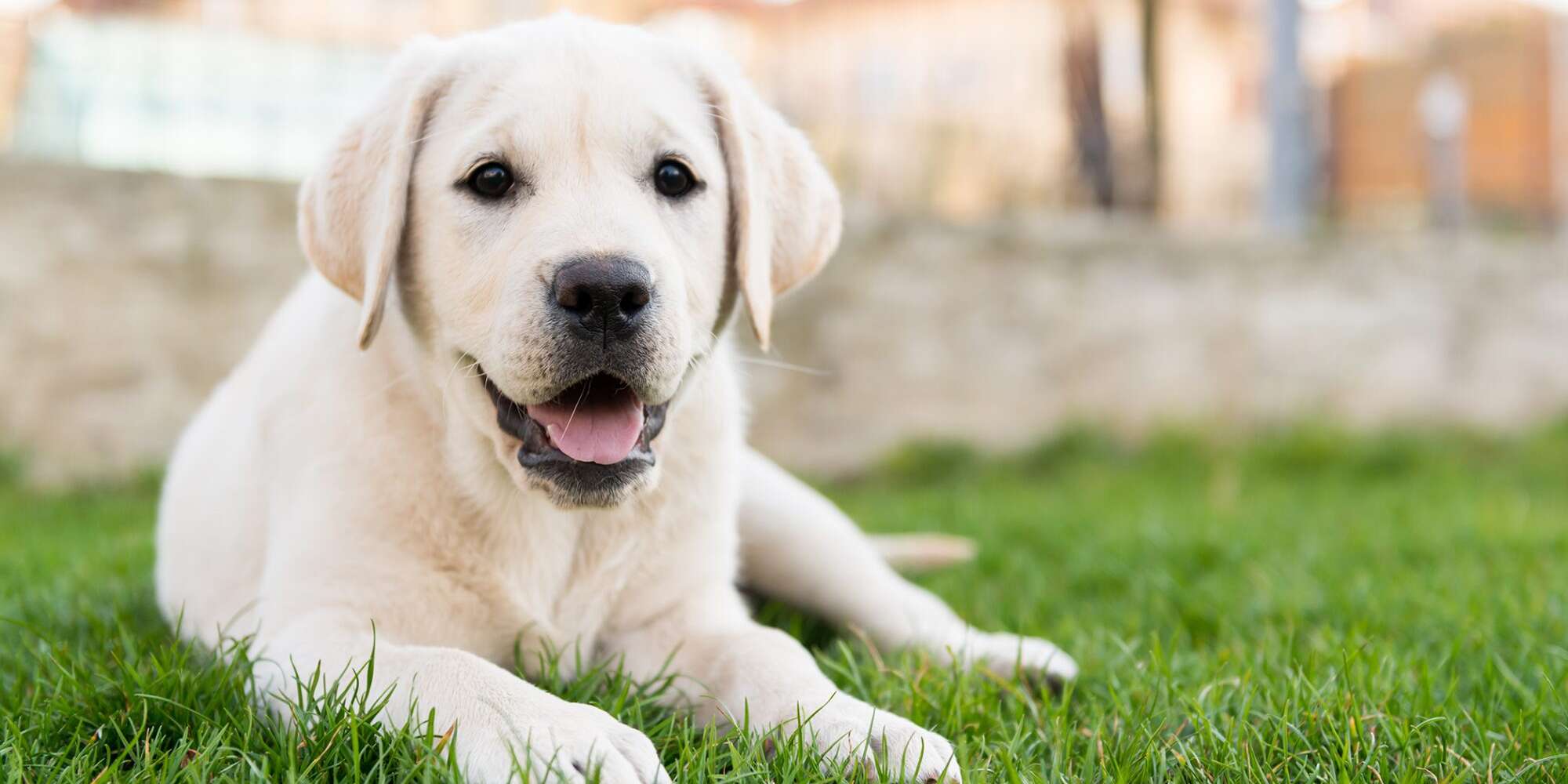Detail Labrador Dog Image Nomer 31