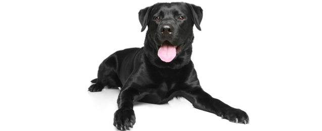Detail Labrador Dog Image Nomer 33
