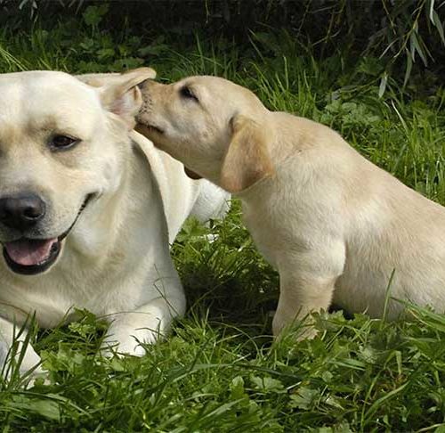 Detail Labrador Dog Image Nomer 34