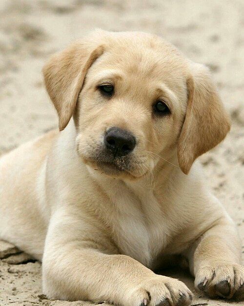 Detail Labrador Dog Image Nomer 35