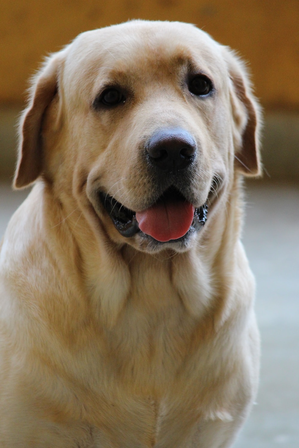 Detail Labrador Dog Image Nomer 39
