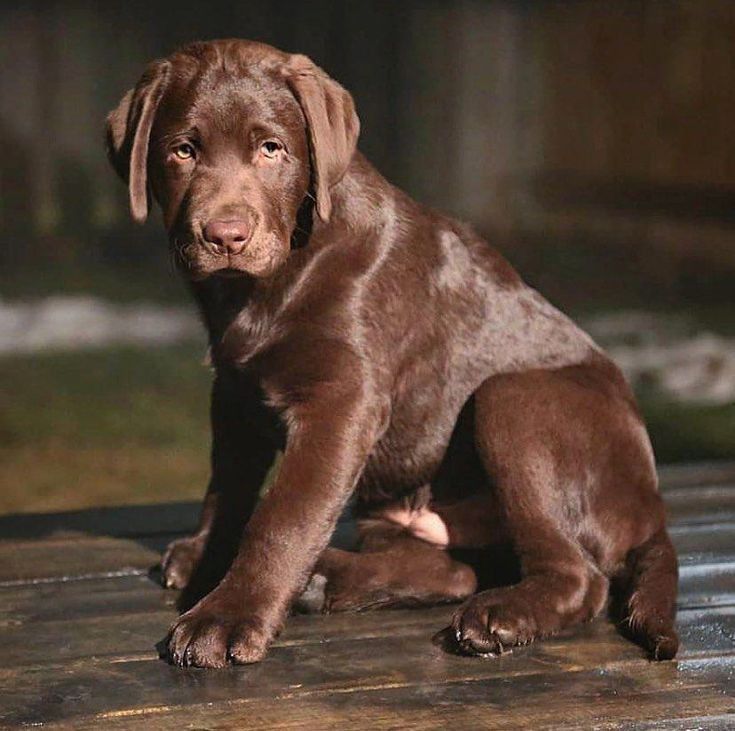 Detail Labrador Dog Image Nomer 41