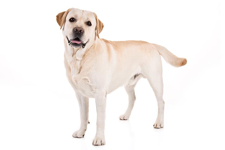 Detail Labrador Dog Image Nomer 43