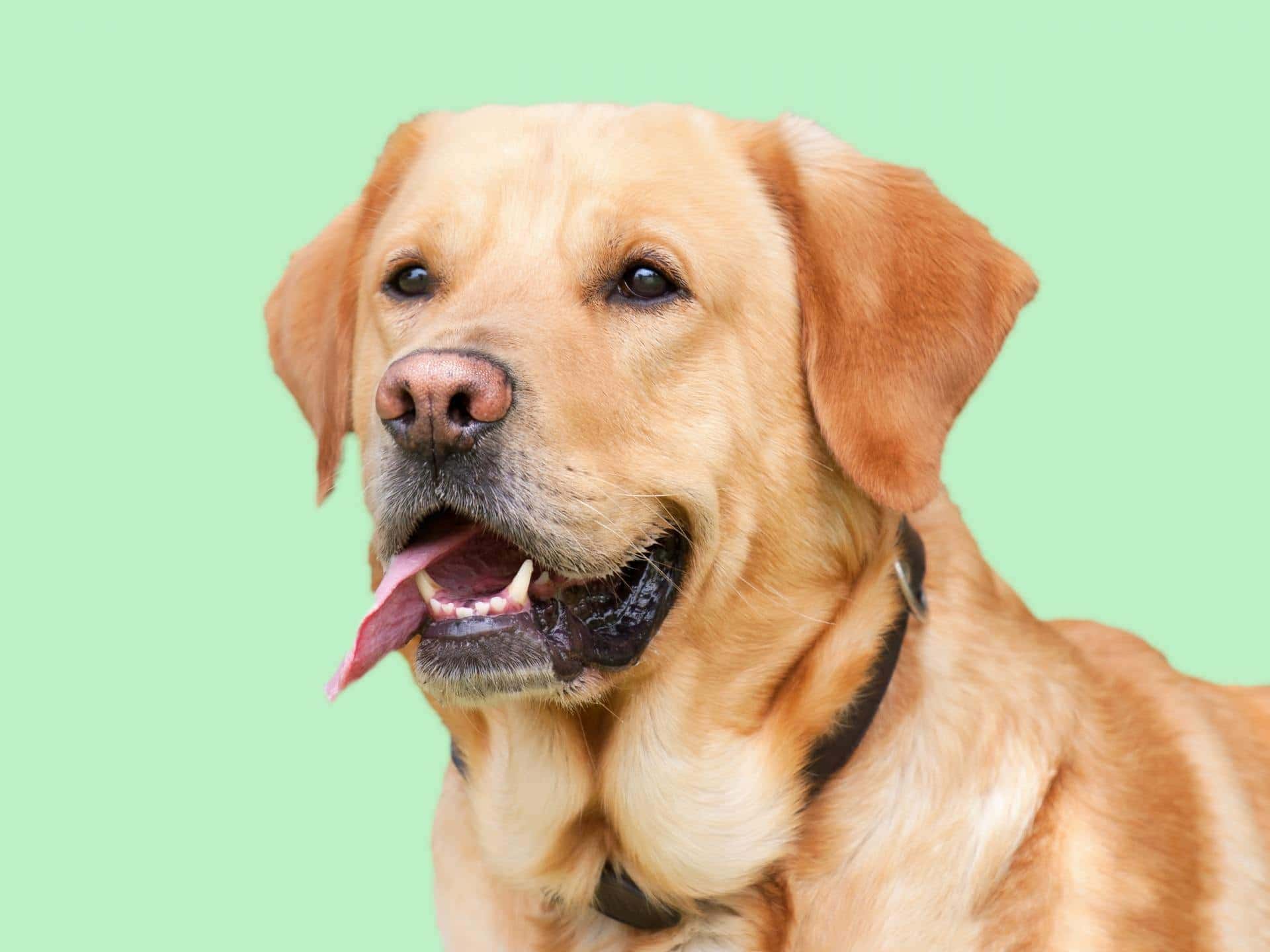 Detail Labrador Dog Image Nomer 47