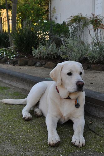 Detail Labrador Dog Image Nomer 52
