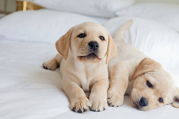 Detail Labrador Dog Image Nomer 55