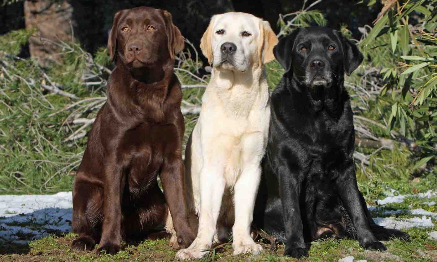 Detail Labrador Dogs Images Nomer 41