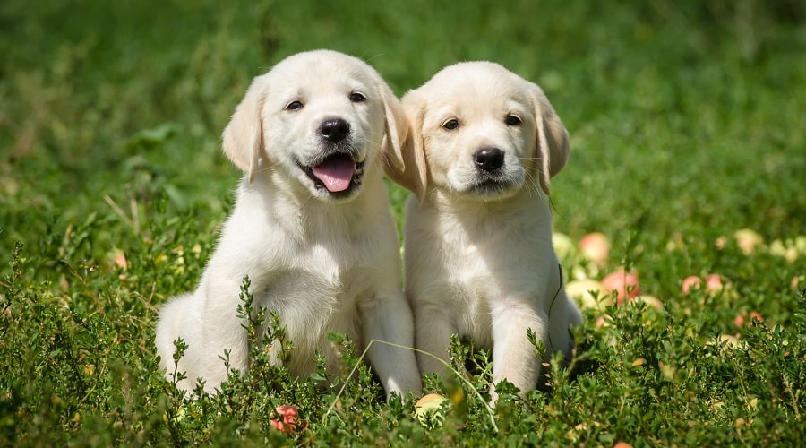 Detail Labrador Dogs Photo Nomer 54